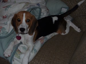 Beagle Puppy